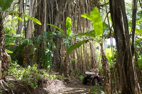 Dense forest in Pitcairn - Credit: Olivier Goujon