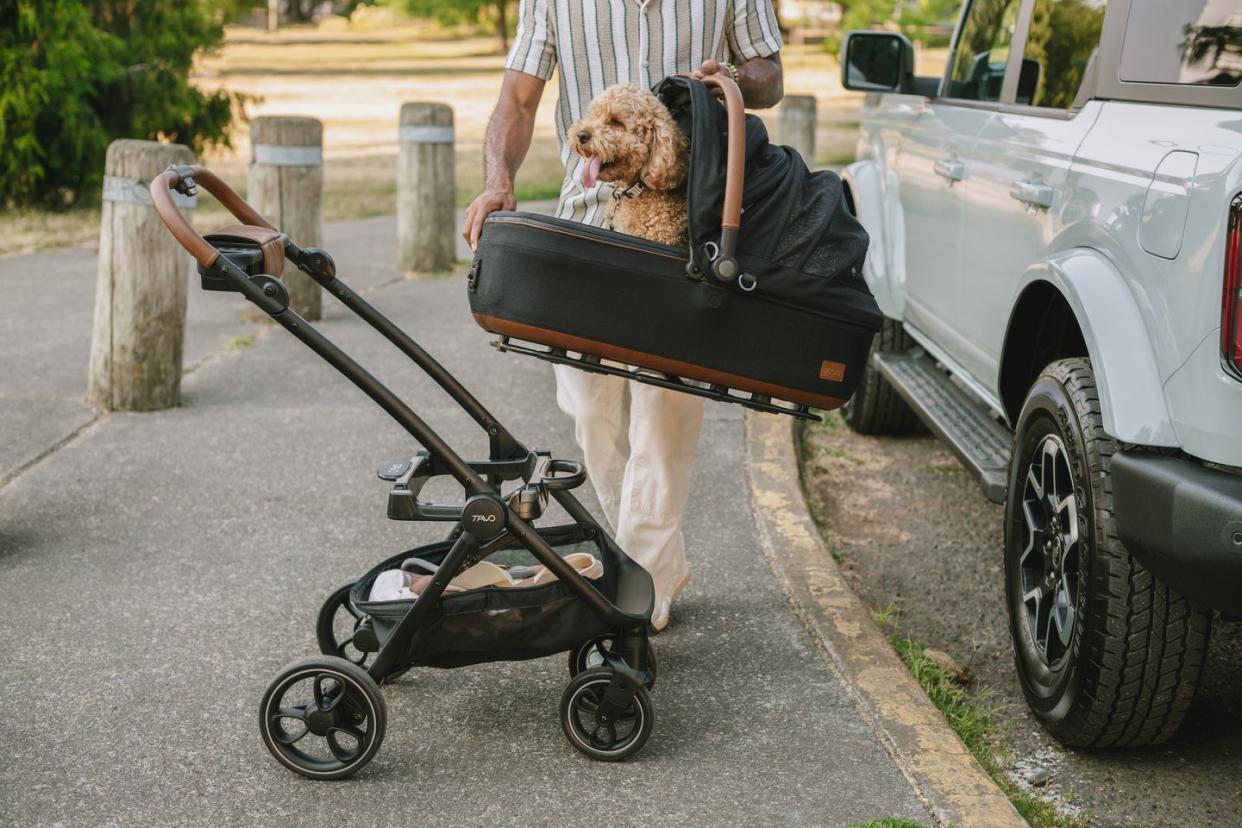 a dog in a stroller
