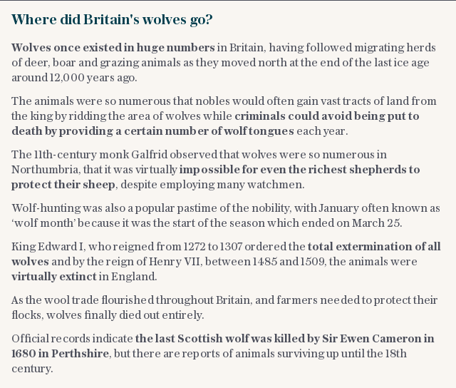 Where did Britain's wolves go?