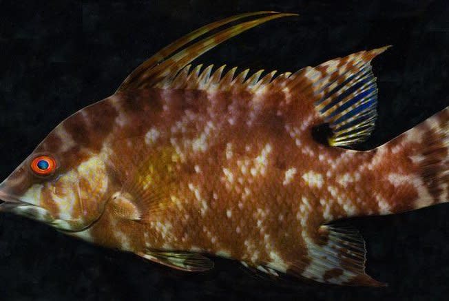 A new study finds the hogfish, which lives in the western Atlantic Ocean, can “see with its skin” in order to camouflage itself with its surroundings. Photo by Lori Schweikert/Duke University