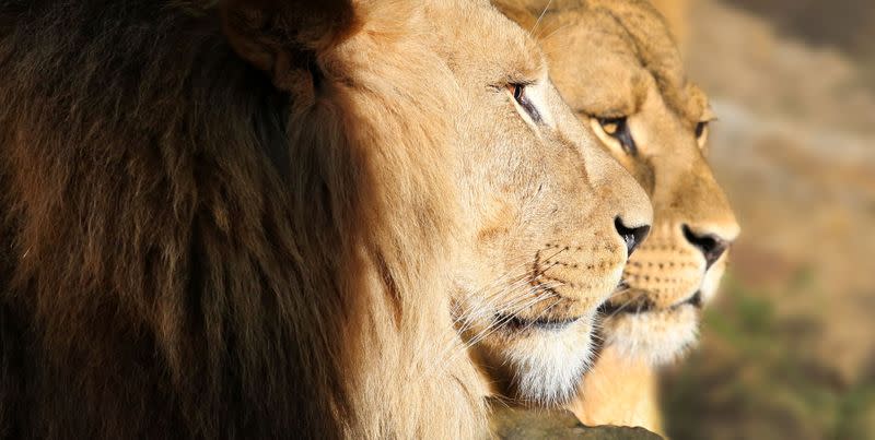 Lions are seen in their counpound at the Artis Amsterdam Royal Zoo