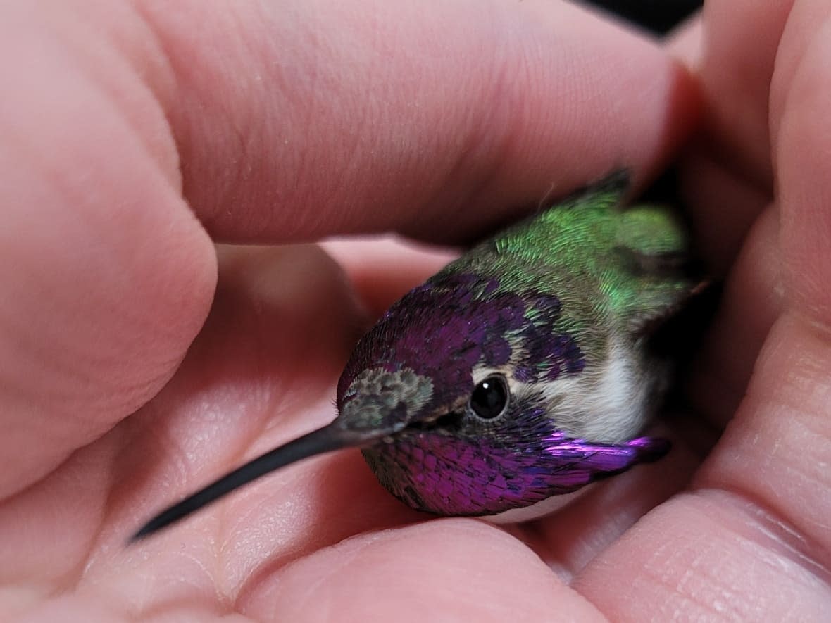 The lost Costa's hummingbird has been spending his winter at the Living Sky Wildlife Rehabilitation centre in Saskatoon. (Submitted by Jan Shadick - image credit)