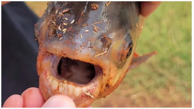 Show Me Catfishing Trophy Guide Service - We caught one of the coolest  looking fish that I have ever seen. The fishing has been pretty solid.  Catching our fish on skipjack and