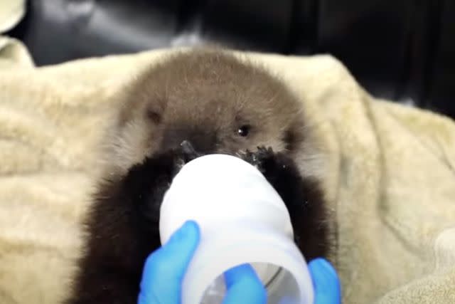 <p>Alaska SeaLife Center/Youtube</p> Orphaned otter pup drinking from a bottle at the Alaska SeaLife Center