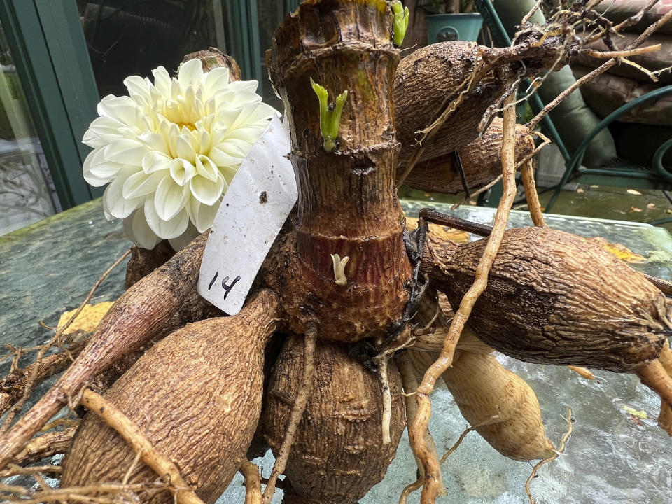 This Sept. 26, 2023, image provided by Lauren E. Sikorski shows a freshly harvested dahlia tuber clump grown by Sow-Local, a specialty cut-flower farm in Oakdale, NY. Tagging, or labeling, tubers before storing for winter helps to avoid confusion in spring. (Lauren E. Sikorski via AP)