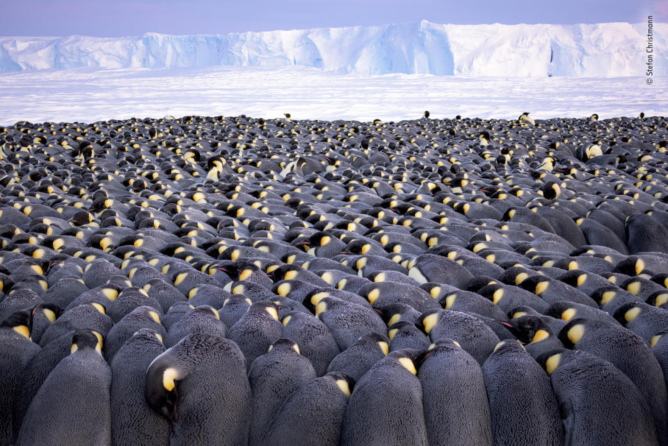 The huddle by Stefan Christmann, Germany