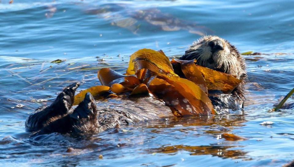 A sea otter rests in a kelp bed in the Morro Bay Harbor near Morro Rock. The U.S. Fish and Wildlife Service found that southern sea otters remain a threatened species.