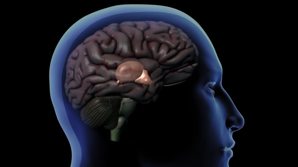 Dibujo de un cerebro dentro del cráneo humano que muestra la glándula pineal detrás del hipotálamo