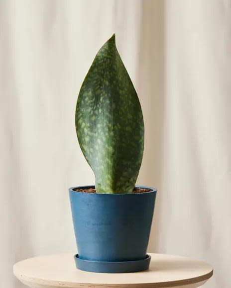 <p><a href="https://bloomscape.com/product/whale-fin-sansevieria/" rel="nofollow noopener" target="_blank" data-ylk="slk:Shop Now;elm:context_link;itc:0;sec:content-canvas" class="link rapid-noclick-resp">Shop Now</a></p><p>Whale Fin Snake Plant</p><p>bloomscape.com</p><p>$79.00</p><span class="copyright">Bloomscape</span>