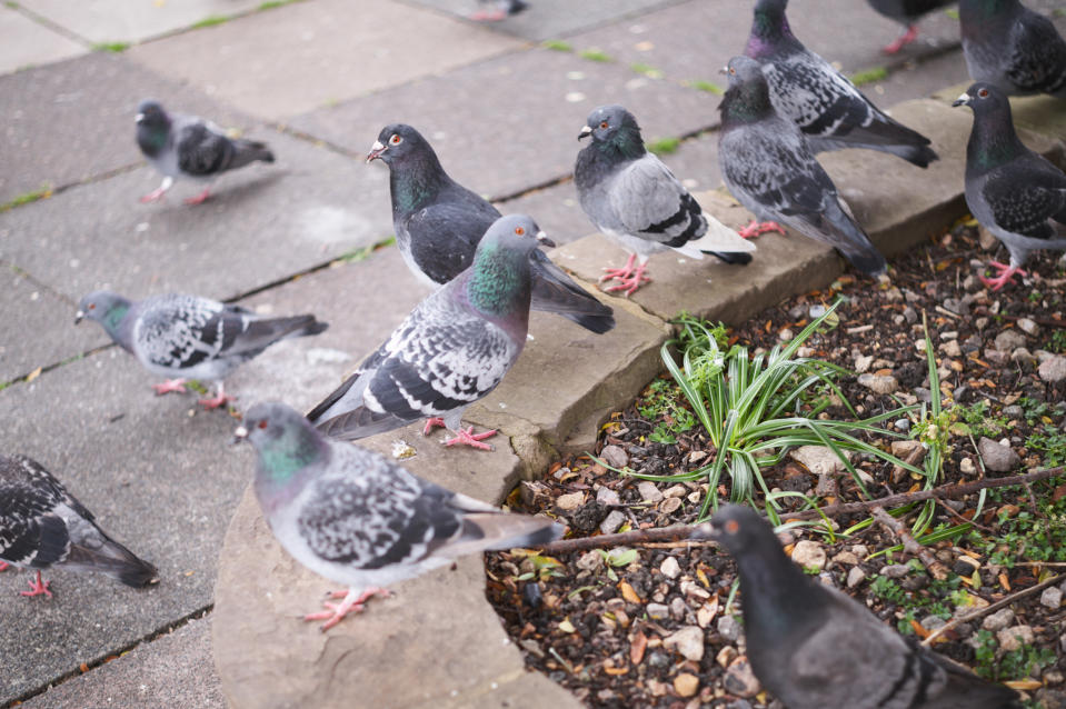 Pigeons sitting on a low wall eating feed