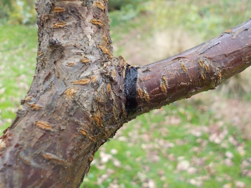 A branch collar — to the left of the dark line — shows where to prune a branch.