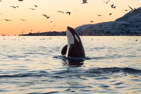 Despite the name, killer whales belong to the oceanic dolphin family - Credit: istock