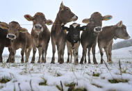 <p>Junge Kühe stehen gemeinsam auf einer verschneiten Weide im süddeutschen Unterthingau. (Bild: Karl-Josef Hildenbrand/AFP/Getty Images) </p>