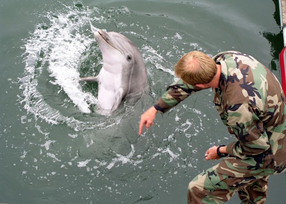 Navy marine mammal handler with a dolphin