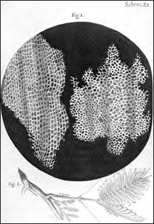 Robert Hooke's drawing of a section of a piece of cork from Micrographia (1665). The book generated enormous and unlikely attention, becoming popular all over England for its magnified images of minute animals and plants. Hooke likely saw cell walls in this specimen, although later, he was also able to visualize actual cells in water. / Credit: Scribner