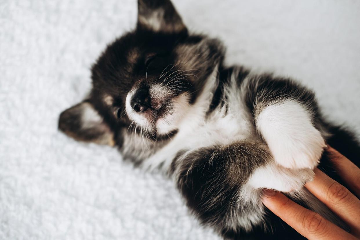 Human hand touching sleepy dark newborn welsh corgi puppy lying down on white surface.