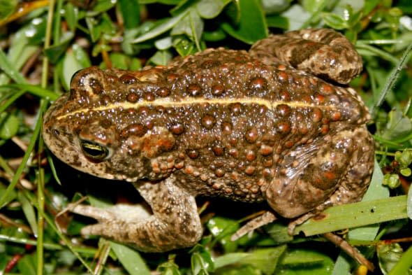 Disease fear for UK frogs and newts