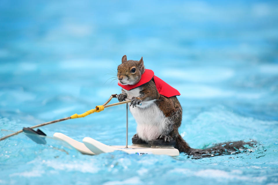 <p>Einer der letzten Auftritte für Twiggy, das Wasserski fahrende Eichhörnchen: Das Nagetier ist derzeit mit seiner Halterin Lou Ann Best auf Abschiedstour – diese will sich bald zur Ruhe setzen. Hier zu sehen ist übrigens “Twiggy der Siebte”: Seit 1979 haben die Bests mehrere Eichhörnchen für die Wasserperformance trainiert. (Bild: Aaron Lavinsky/Star Tribune via AP Photo) </p>