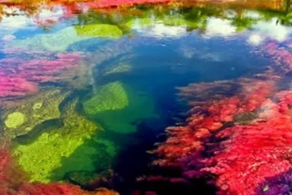 Caño Cristales奇特美麗的景象。（圖片來源／CAÑO CRISTALES）