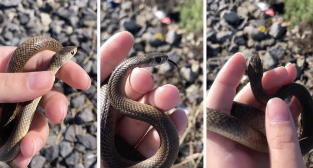 Woman finds deadly snake in her sink: 'Oh my God, it's huge