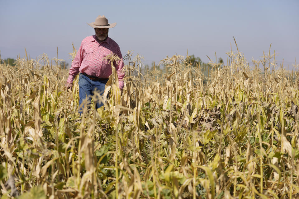 Jean Gaillard walks in his corn crop, Thursday, Sept. 21, 2023, in New Cuyama, Calif. Gaillard and his wife, Meg Brown, own an 80-acre property where they grow produce to sell to local residents. Gaillard is a minimal water user trying to conserve by alternating rows of squash between corn stalks and capturing rainwater on the roof of an old barn. (AP Photo/Marcio Jose Sanchez)