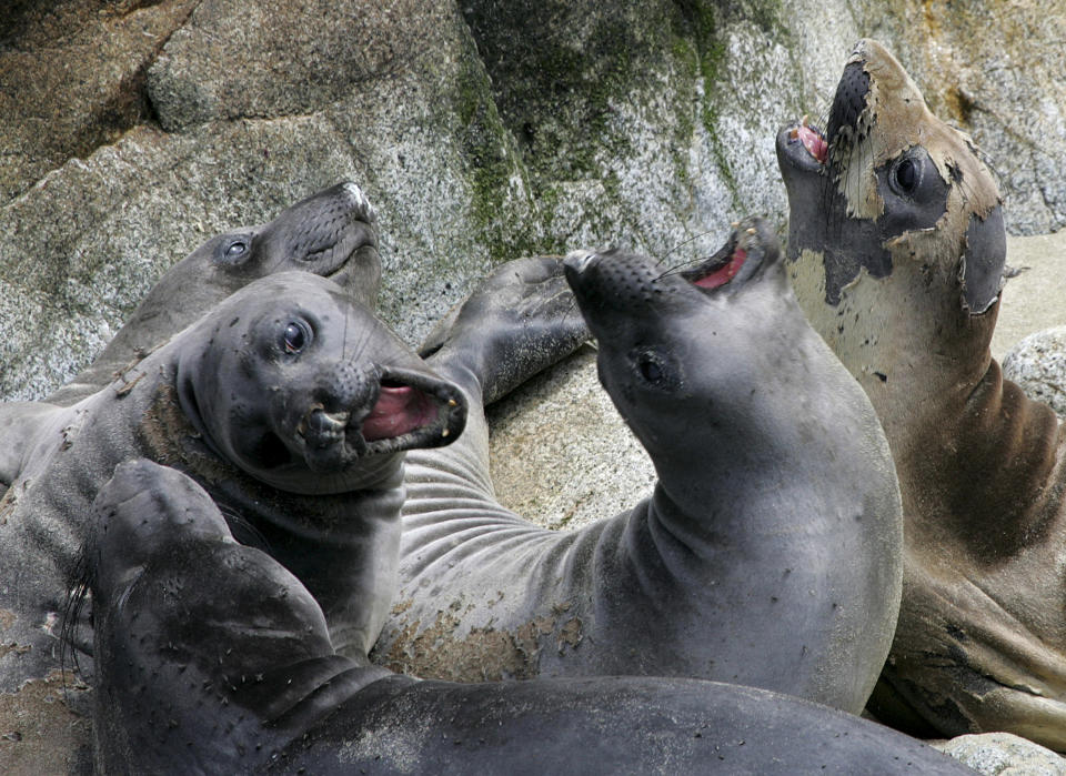 FILE - In this May 12, 2005, file photo, a herd of elephant seals lounge in a slumbering pile in a sandy cove on the Southeast Farallon Island at the Farallon Islands National Refuge, Calif. Environmental research projects on everything from endangered animals to air and water quality are being delayed and disrupted by the month-long partial federal government shutdown _ and not just those conducted by government agencies. Scientists with universities, nonprofit organizations and private companies say their inability to collaborate with federal partners, gain access to federal lands and laboratories, and secure federal funding is jeopardizing their work. (AP Photo/Eric Risberg, file)