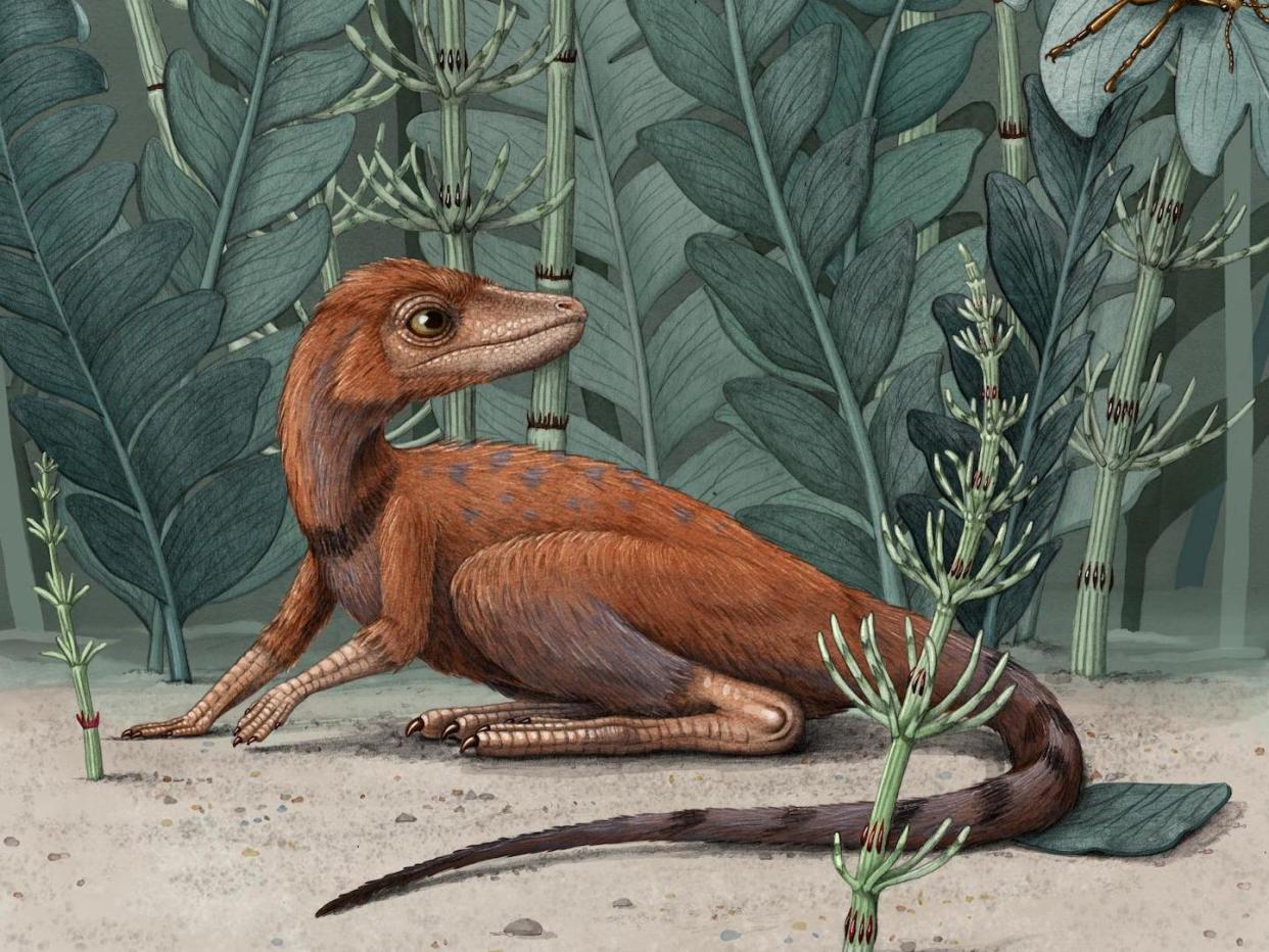 Kongonaphon kely, an ancestor of giant dinosaurs, was just 10cm tall and ate insects, researchers believe: Alex Boersma