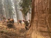 This July 2022 photo provided by the National Park Service shows firefighters clear loose brush from around a Sequoia tree in Mariposa Grove in Yosemite National Park, Calif. A wildfire on the edge of a grove of California’s giant sequoias in Yosemite National Park grew overnight but remained partially contained Tuesday, July 12, 2022. (Garrett Dickman/NPS via AP)