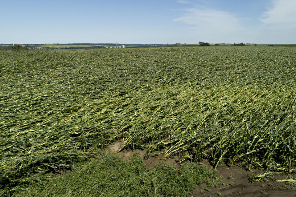 downed corn plants