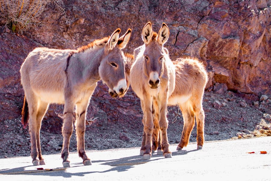Wild burros in of California’s Mojave Desert. (U.S. Bureau of Land Management)
