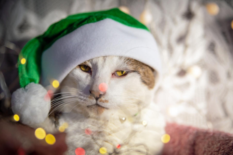 pet clothing. Christmas. cat