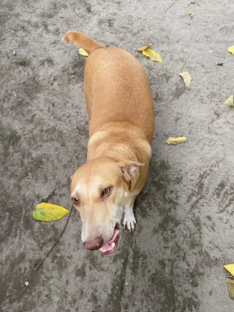 closeup of a dog