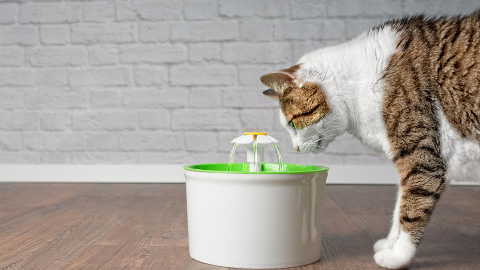 cat drinking from water fountain