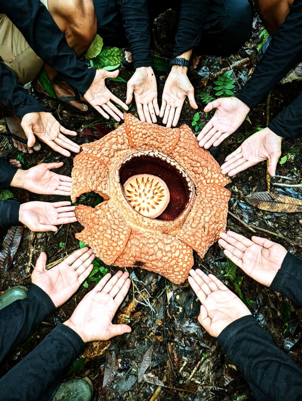 All hands to saving this rare flower (Chris Thorogood)