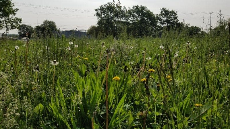 Homeowners who employ the No Mow May strategy can expect grass and weeds to reach 12 inches in height at the end of the month