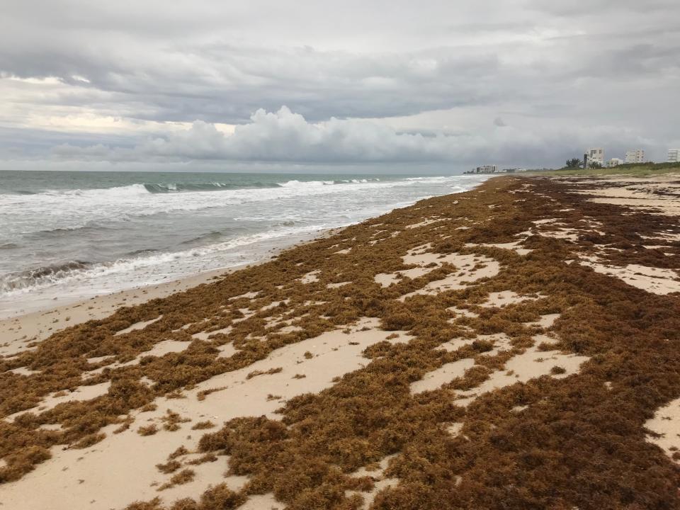 Sargassum seaweed is pushed ashore in mounds at Avalon State Park, 5400 State Road A1A in St. Lucie County on Wednesday, May 24, 2023.