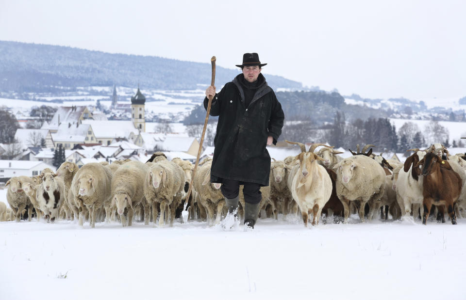 El pastor Markus Rehm dirige a un rebaño de ovejas y cabras sobre los campos cubiertos de nieve cerca de la aldea Langenenslingen-Wilflingen en Alemania, el viernes 11 de enero de 2019. (Thomas Warnack/dpa vía AP)