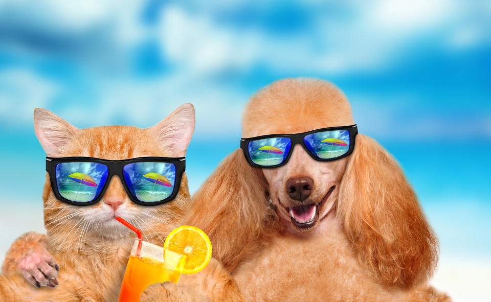炎炎夏日，是貓狗中暑的旺季，除了避開易中暑的NG行為外，寵物涼感商品買起來，和毛孩一起消暑過一夏！示意圖／Getty Images