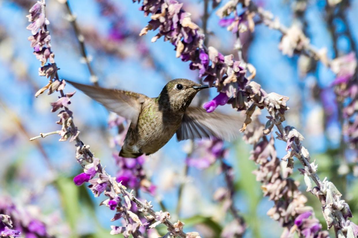 flowers that attract hummingbirds lupine