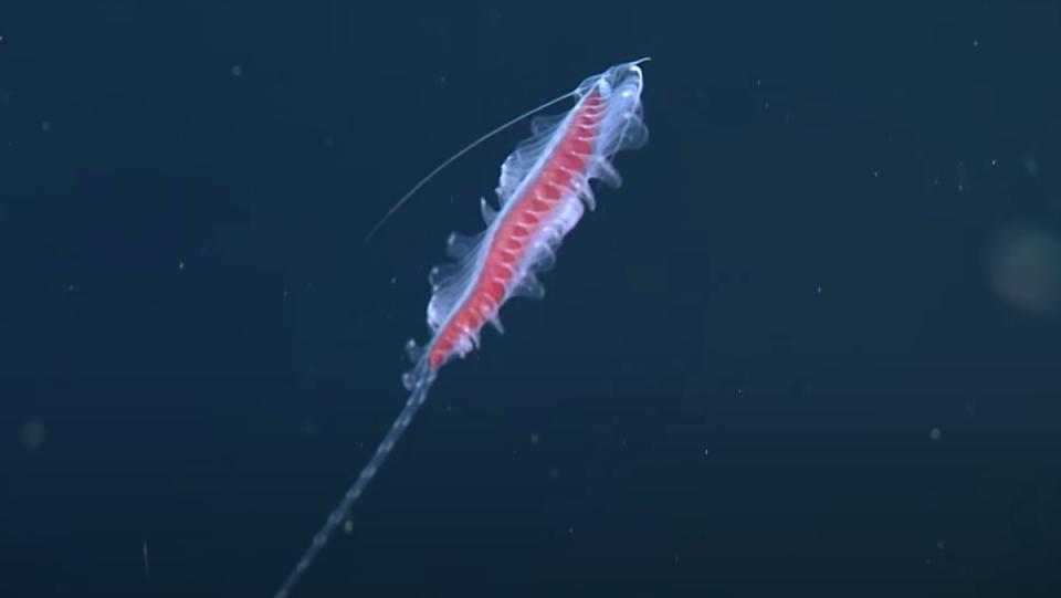 A clear, gelatinous gossamer worm swimming deftly through dark ocean waters.