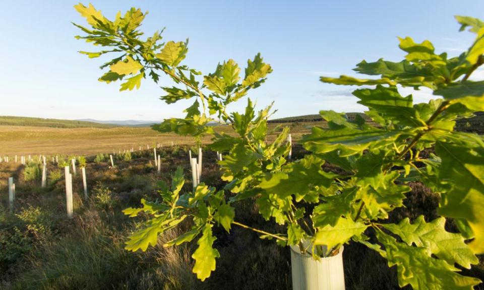 Oak sapling (Quercus robor) growing in tree guard on newly planted area of woodland protected by deer fence, near Duthil, Cairngorms National Park,