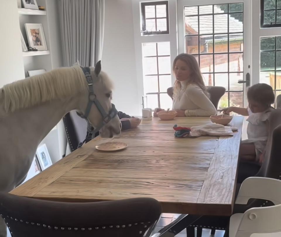 a small white pony eats breakfast off a dining room table