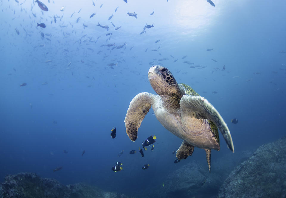 Galápagos sea turtles