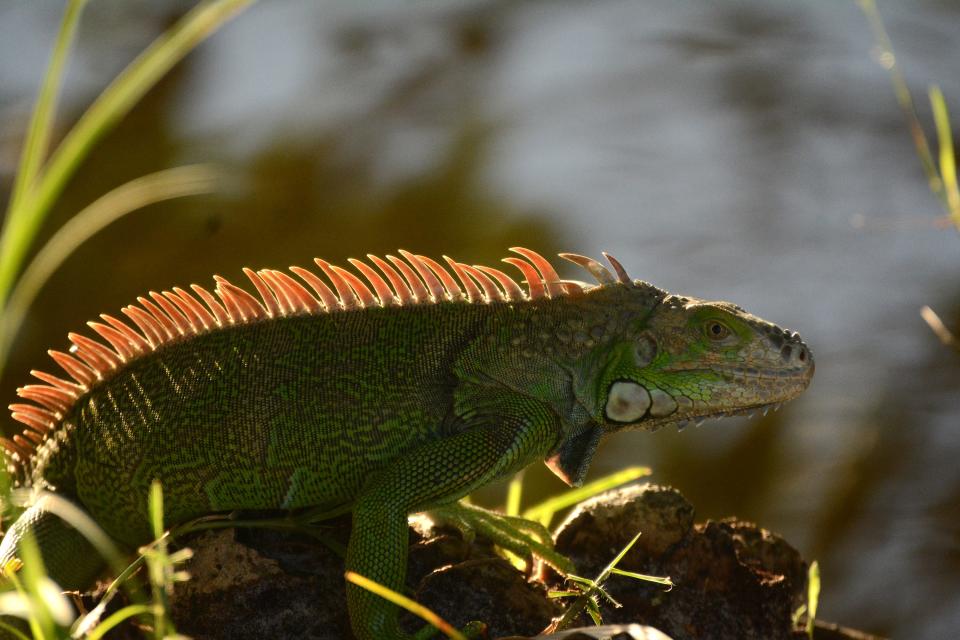 A green iguana basks in the late afternoon sun at Marco Lake. These invasive iguanas have become a serious problem in South Florida.