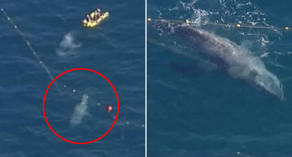 A minke whale seen caught in shark nets at Currumbin.