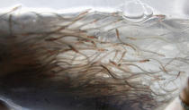 <p>A plastic bag containing thousands of confiscated elvers (young eels) are shown to media at a cargo terminal in Ninoy Aquino International airport in Manila July 8, 2012. Airport authorities confiscated some two million elvers, weighing around 949 kg and amounting to 22,000 pesos ($524) per kilo. The elvers were supposed to be shipped to Hong Kong, local media reported. According to Philippine law fingerlings are not to be exported unless for scientific or education purposes. (Photo: Cheryl Ravelo/Reuters) </p>