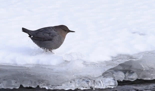 American dippers — also known as water ouzels — communicate by blinking rapidly and bobbing. (Nancy Hamoud - image credit)