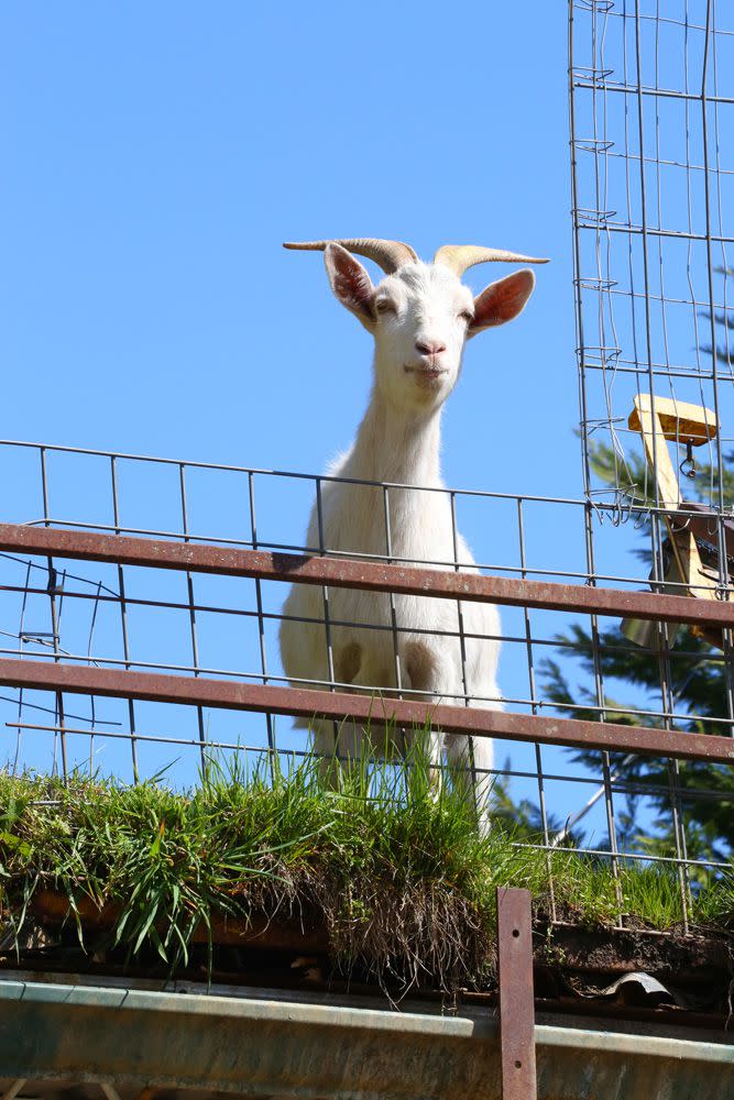 Well...there are goats...on the roof!