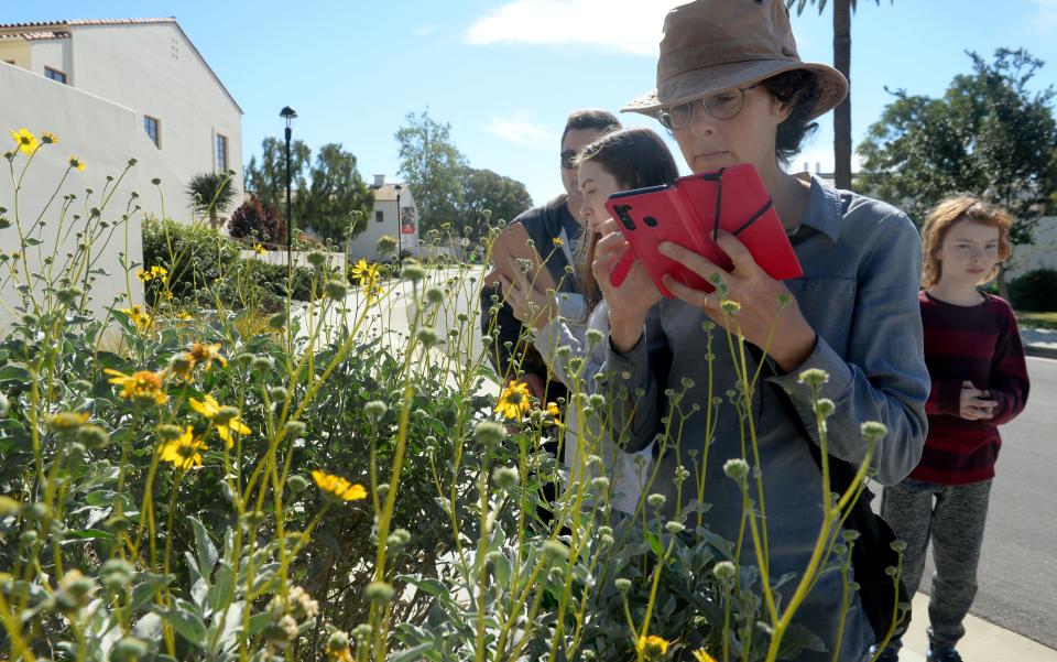 Jennifer Brown uses her smart phone to take a picture of sunflower daisies during a BioBlitz event at CSU Channel Islands on Saturday, Feb. 19, 2022. Participants documents plants and animals around campus as part of a student project.