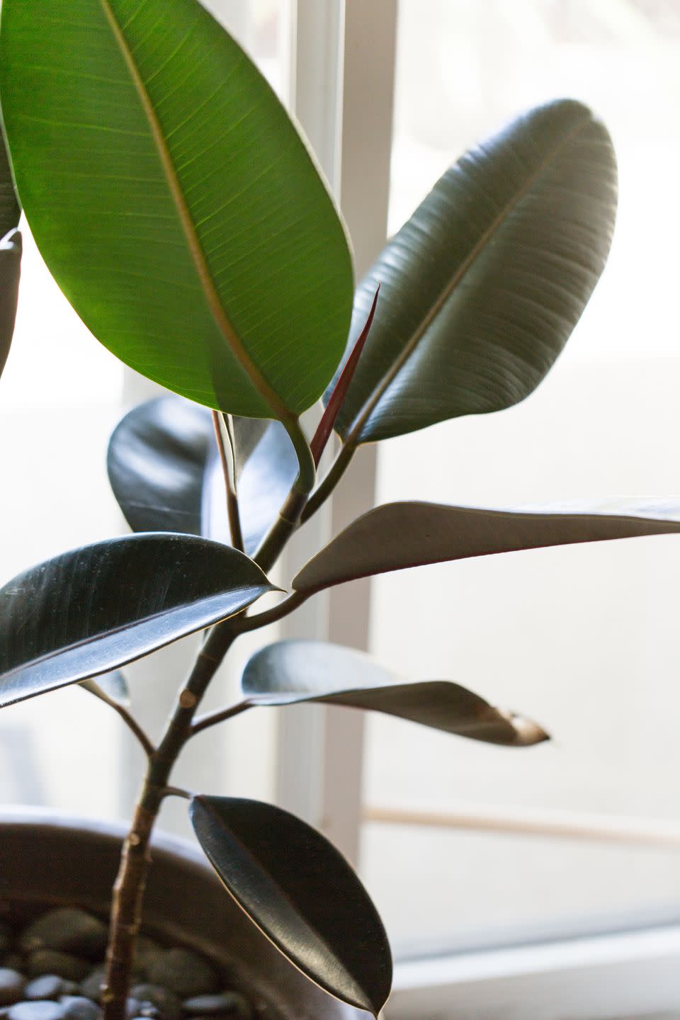 glossy burgundy ficus rubber plant